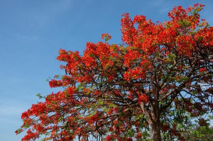 královská poinciana