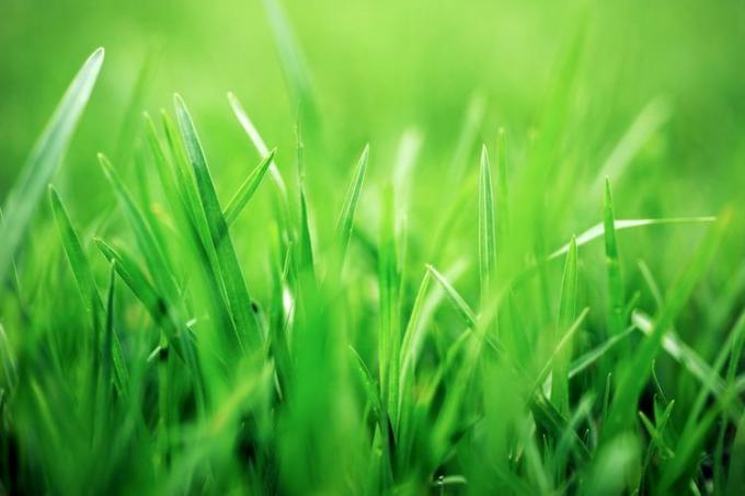 best-time-to-plant-grass-seed-realsimple-GettyImages-520320076